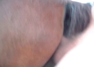 Strong stallion is ready for showing wild skills