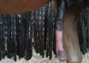 Sweet chick is playing with a stallion's aggregate
