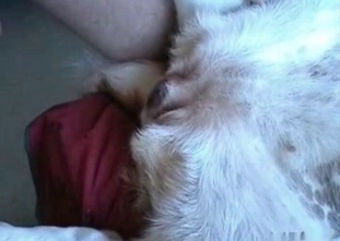 Beast can't stop fucking with a pervert