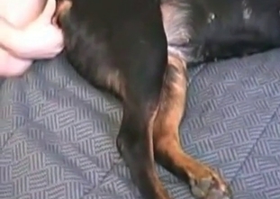 Dangerous dog is enjoying an ass fucking