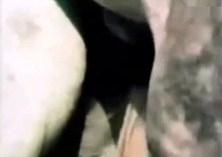 Sensational compilation of zoo fuck scenes