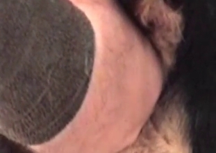 Pleasant puppy gets its asshole penetrated