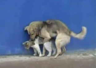 Dog bangs a cute kitty in doggy style