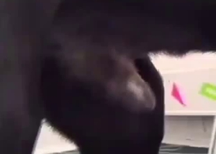 Asian and black doberman have nice sex