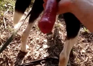 This doggy red dick looks amazingly huge