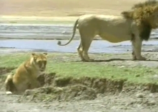 Horny lion bangs his ionate lioness