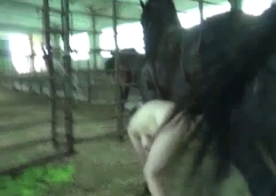 Muscled horse fucks a busty farm hottie