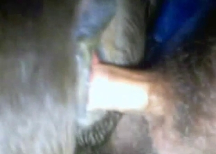 Closeup doggy style penetration of a horse