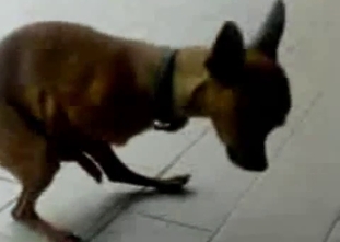 Sexy small doggy really want to fuck