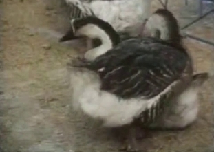 Sexy ducks have good sex in the local barn