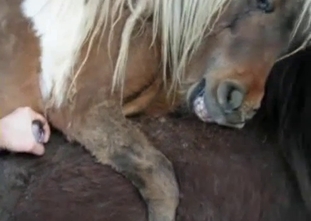 Be sure to watch these bestiality scenes