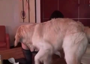 Hot doggy is making a lady feel an orgasm