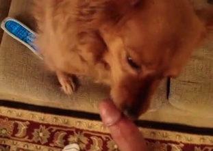 Sensual puppy is pleasing a pervert