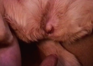 Fucking a juicy little hound in the bedroom