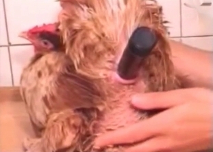 Fucking a dog with a big sex toy