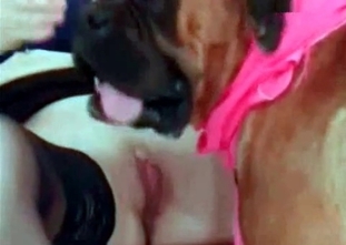 Fall in love with a puppy wearing pink clothes