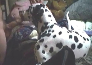 Nice puppy is tasting a pervert's dick