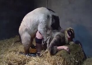 Fucking bestiality tube